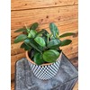 Peperomia Obtusifolia Red Margins, 6" Plant