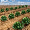 Iceyyyy 15 Pack Strawberry Supports - Strawberry Plant Support Strawberry