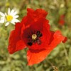Papaver rhoeas (Corn Poppy, Red) Flower Seeds, Eye-Catching Appearance, Highly