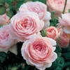 Heirloom Roses Rose Plant - Queen of Sweden® Pink Rose