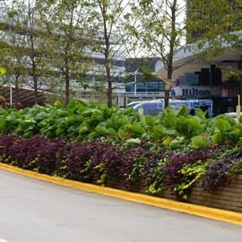 Outsidepride Alternanthera Purple Knight Plant Flower Seeds - 40 Seeds