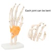Human Hand Model Hand Joint Display Model for Patient Training