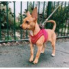 Bunty Dog Harness X-Small Dog - Lightweight Durable Design, Breathable
