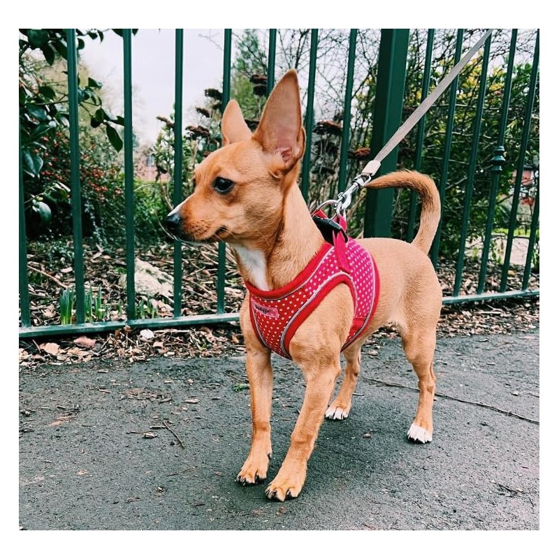 Bunty Dog Harness X-Small Dog - Lightweight Durable Design, Breathable