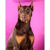 Brown Dobermann Dog Wooden Puzzles for Adults 1000 Piece Jigsaw