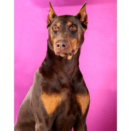 Brown Dobermann Dog Wooden Puzzles for Adults 1000 Piece Jigsaw Puzzles 30"x 20"