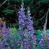 Park Seed Rocky Mountain Penstemon Seeds