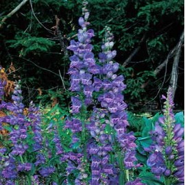 Park Seed Rocky Mountain Penstemon Seeds