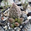 Adromischus marianae f. herrei Cacti Cactus Succulent Real Live Plant