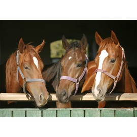 BELECO 5x3ft Fabric Barn Stable Horses Backdrop Thoroughbred Horses Racing Horses Sport Paddock Equestrian Ranch Horse Racing Stable Background Derby Party Decorations Cowboy Photo Studio Props