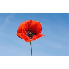 Red Poppy, 100+ Seeds, Worlds Most Popular Flower, Stunning Red Poppies