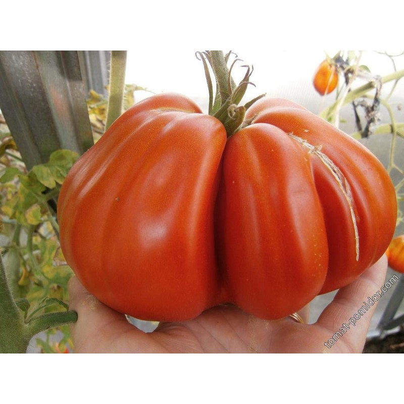 Large Tomato 100 Pounds Seeds for Planting Around 25 Seeds