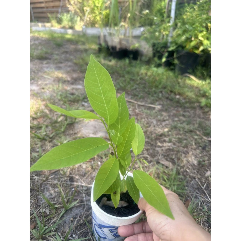 Tree 1 Sugar Apple Na Dai( Mãng Cầu Dai) 5"-7”