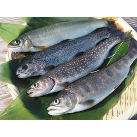 [Domestic] [Uonuma] Clear stream river fish set of 12 tails [3 yamame tails, 3 ircane, 3 rainbow trout, 3 ayu] (Clear stream river fish set)
