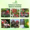 Outsidepride Bright Red Castor Bean Seeds - 30 Pcs Annual