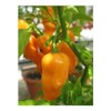 30 Semillas Chile Habanero Orange Naranja Nuevas Fertiles