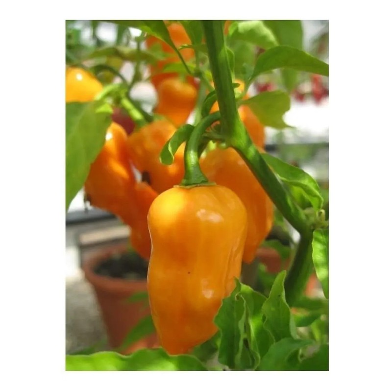 30 Semillas Chile Habanero Orange Naranja Nuevas Fertiles