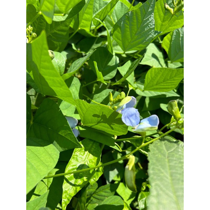 15 Urizun Asian/ Japanese Winged Bean Seeds. Heirloom