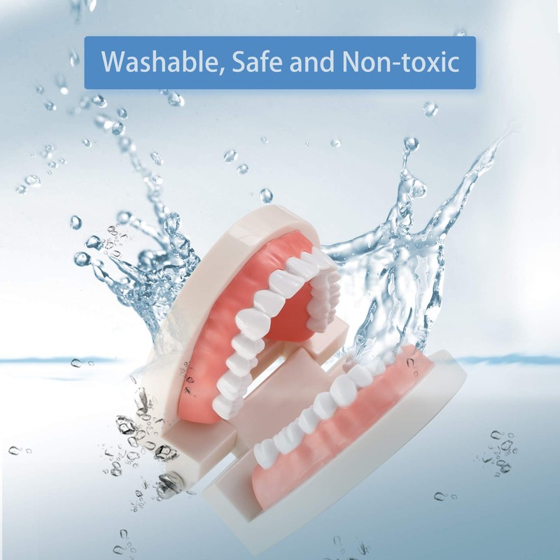 Dental Adult Standard Teeth Model, Typodont Demonstration Denture Model|Mouth Teeth