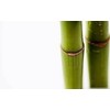 Ben's Bamboo Farm 5' natural green bamboo poles, set of 5