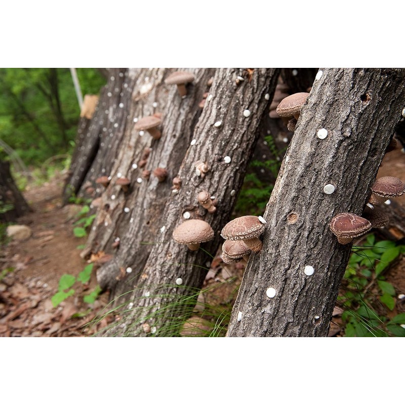 100% Natural Dried Shiitake Mushroom (Whole) 200g / 7.05oz Cultivated