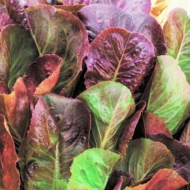 TomorrowSeeds - Cimmaron Romaine Lettuce Seeds - 2000+ Count - For 2026 Planting Lactuca Sativa Wild Mexican Bronze Salad Greens Leafy Cos Roman Spinach Vegetable Grow Your Own Home Farm Patio Healthy