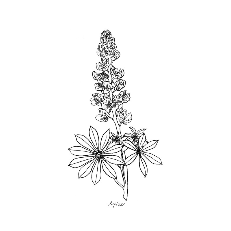 Modern Botanical Prints | Black and White Wildflowers by Ink