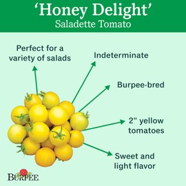 Burpee 'Honey Delight' Hybrid | Yellow Slicing Saladette Tomato | 50 Non-GMO Seeds