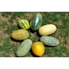 Melon Mix Golden Summer About 20 Seeds