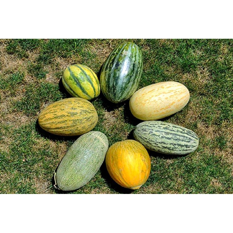 Melon Mix Golden Summer About 20 Seeds