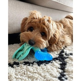 Puppy Chew Freezer Dog Toy Peanut Butter Small/Regular - Up to 25 Ibs - Textured Chew Toy Features Dental Nubs to Help Clean Teeth and Prevent Plaque and Tartar, Pack of 2 X 0.2lb