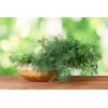 Seeds4planting - Seeds Indoor Dill for Planting Variety for Pickling