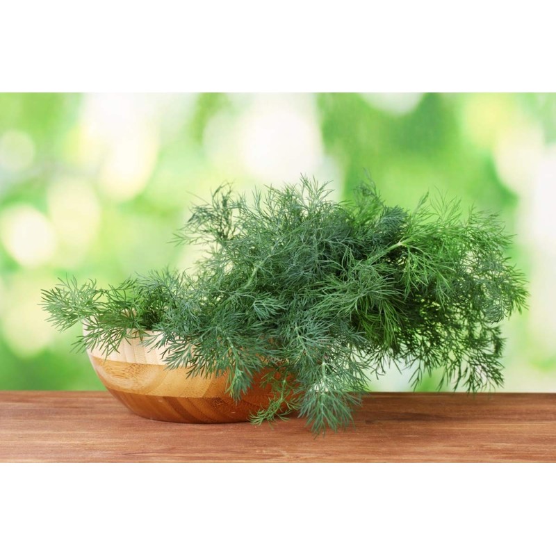 Seeds4planting - Seeds Indoor Dill for Planting Variety for Pickling