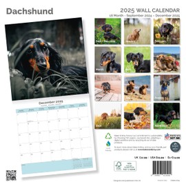 Baker and Bray Dachshund Calendar 2025, Large Square Wall Calendar, 16 Month, Dachshund Gift Dog Calendar.
