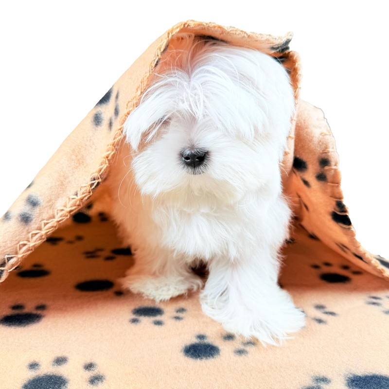 TBK Pets Double-Sided Fleece Pet Blanket, Soft Snuggle Blanket for