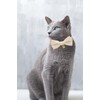 Cute Cat Collars With Bow,Quick Release Safty Buckle with Bells,Soft