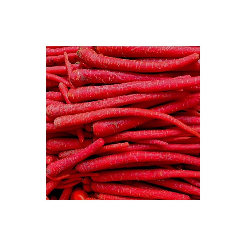 Carrot Seeds - Kyoto Red - 4 Oz ~100000 Seeds