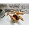 MAISONICA Dolphin Family Ornament Sculpture - Hand Carved Wooden Art