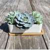 Selections White Succulent Trough Pot, Outdoor, Small