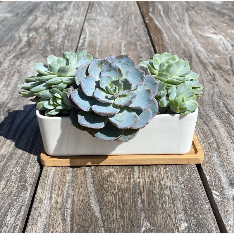 Selections White Succulent Trough Pot, Outdoor, Small