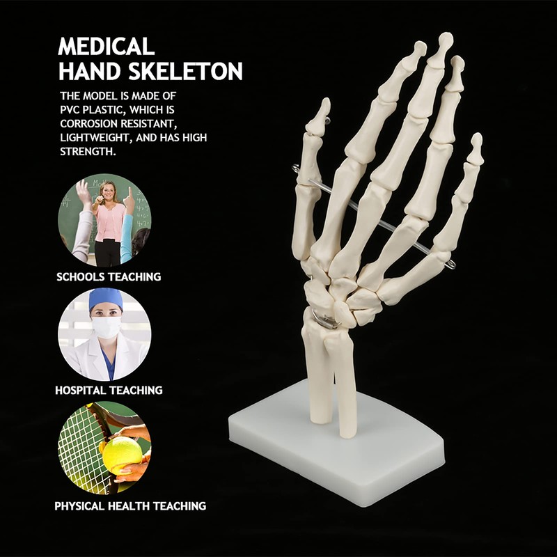 Skeleton Hand Model Human Wrist Medical Anatomical Study Skeleton Model