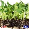 Maxboba Black Oil Sunflower Seeds Large Seeded Microgreens Seeds Non-GMO