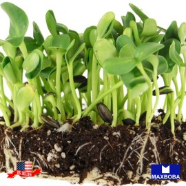 Maxboba Black Oil Sunflower Seeds Large Seeded Microgreens Seeds Non-GMO Heirloom - 320 Seeds ½ oz