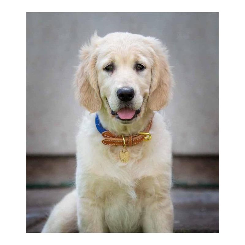 Shires Digby and Fox Reflective Dog Collar: Orange: XXL