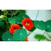 50 Pcs Nasturtium (Tropaeolum Nanum) Flower Seeds Non-GMO Plant