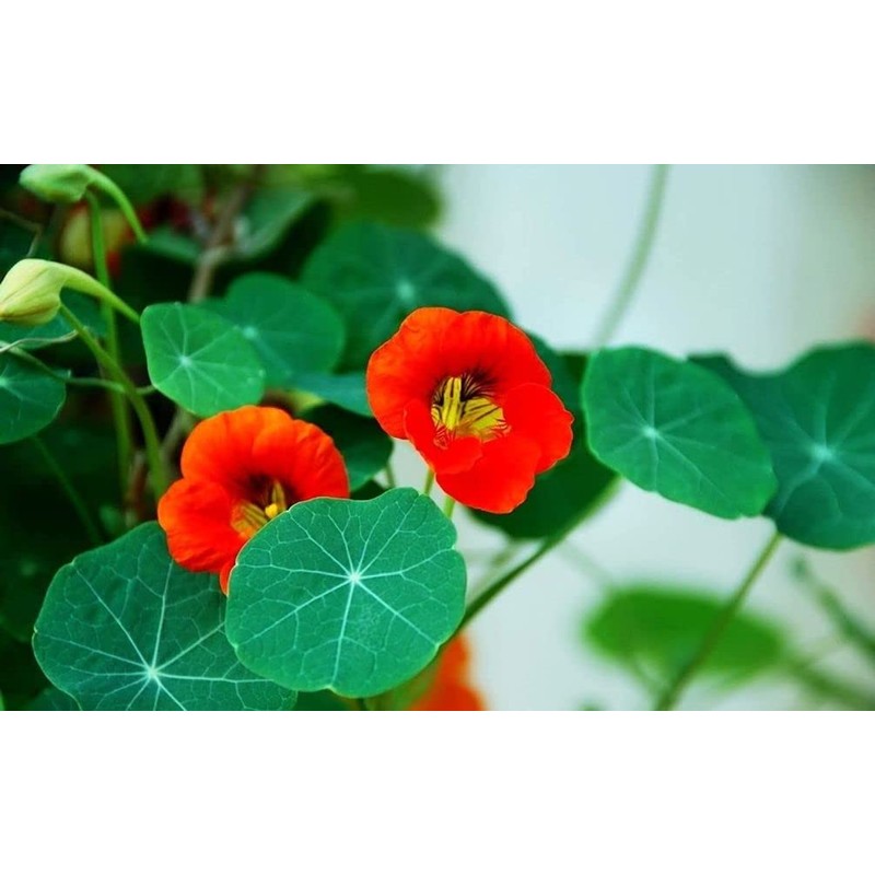 50 Pcs Nasturtium (Tropaeolum Nanum) Flower Seeds Non-GMO Plant