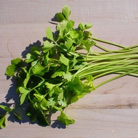 Chinese Celery Seeds - Light Green - 3 g Packet ~8100 Seeds - Non-GMO, Heirloom - Asian Garden Vegetable & Microgreens