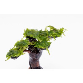 SubstrateSource Live Aquarium Plants on Driftwood, Lava Rock, Moss, Fiber Mat - Freshwater Fish Tanks - Easy, Beginner Friendly (Moss on Bonsai Tree, Extra Small)