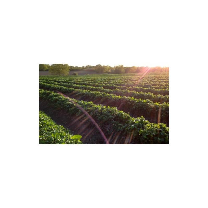 Tiptree Preserve, Apricot & Armagnac, 12 Ounce Jar