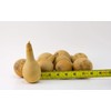 Mini Dipper Gourds for your Craft Project, Box of 25